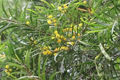 Acacia neriifolia